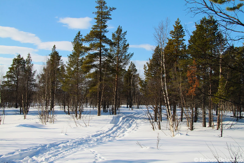 Ofelas Moose Safari Path Outdoor Winter Activities in Sweden's Lapland