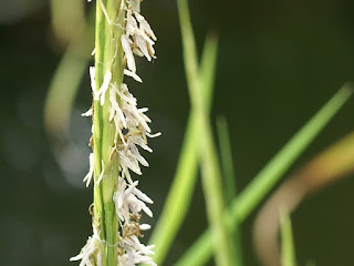 Spartine de Townsend - Spartina × townsendii - Spartina maritima X Spartina alterniflora