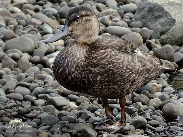 American Black Duck