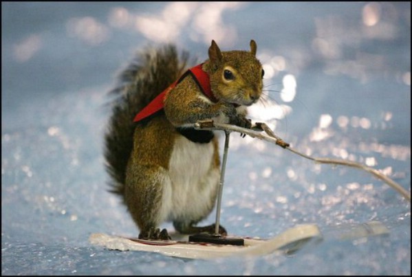 Funny Pictures / Funny Squirrels In Action |Fun Aye! Daily doze of ...