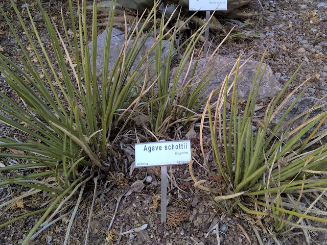 Agave schottii