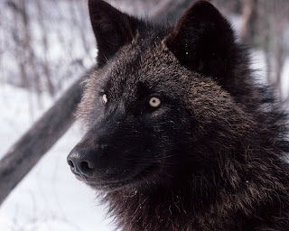 imagenes de lobos