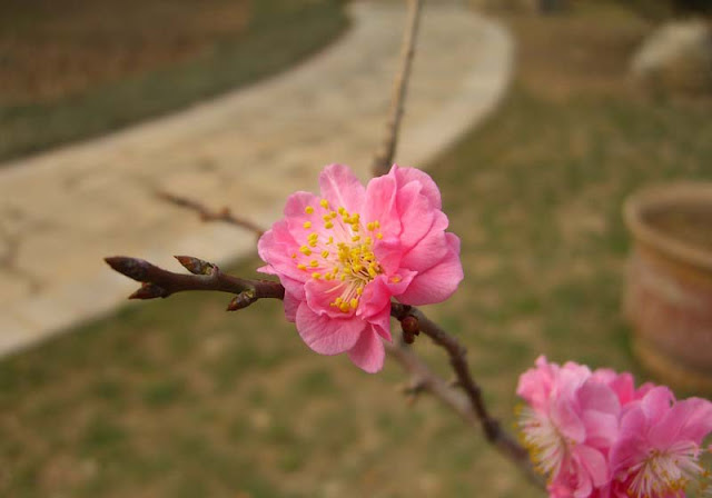 Plum Flowers