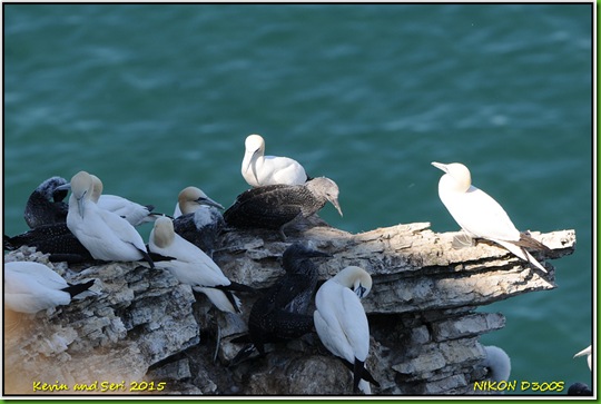 Bempton RSPB D300s T  07-08-2015 13-25-020