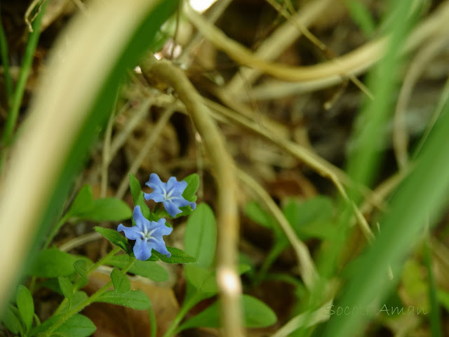 Lithospermum zollingeri