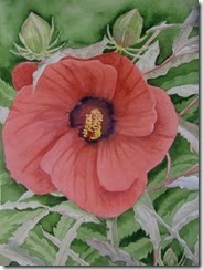 Hibiscus  watercolor