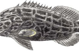 Black Grouper (Mycteroperca bonaci)