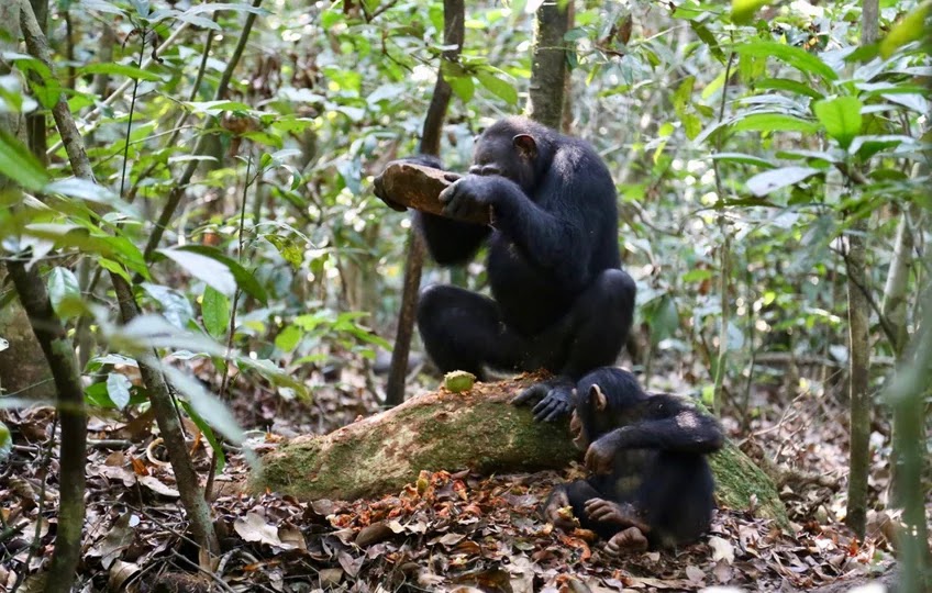 Chimpanzee using a stone to crack a nut