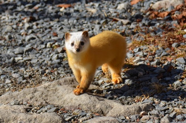 神奈川県立西丹沢ビジターセンター 旧西丹沢自然教室 公式ブログ 11月16日 動物たちも衣替え テン 神奈川県立西丹沢ビジターセンター 旧西丹沢自然教室 公式ブログ 11月16日 動物たちも衣替え テン