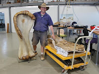 Scientists say new dinosaur species is largest found in Australia.