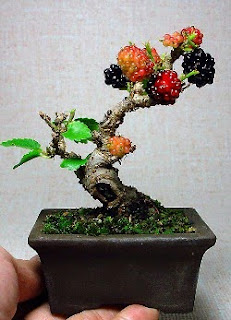 bonsai pohon murbei