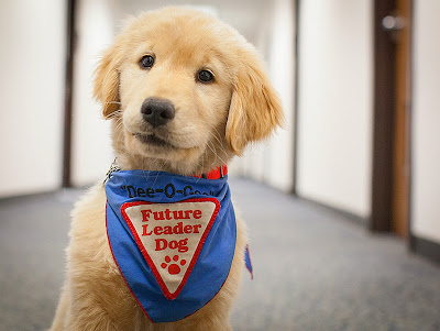 NASA - Source: http://www.nasa.gov/centers/langley/news/researchernews/rn_HorowitzLeaderDog_prt.htm