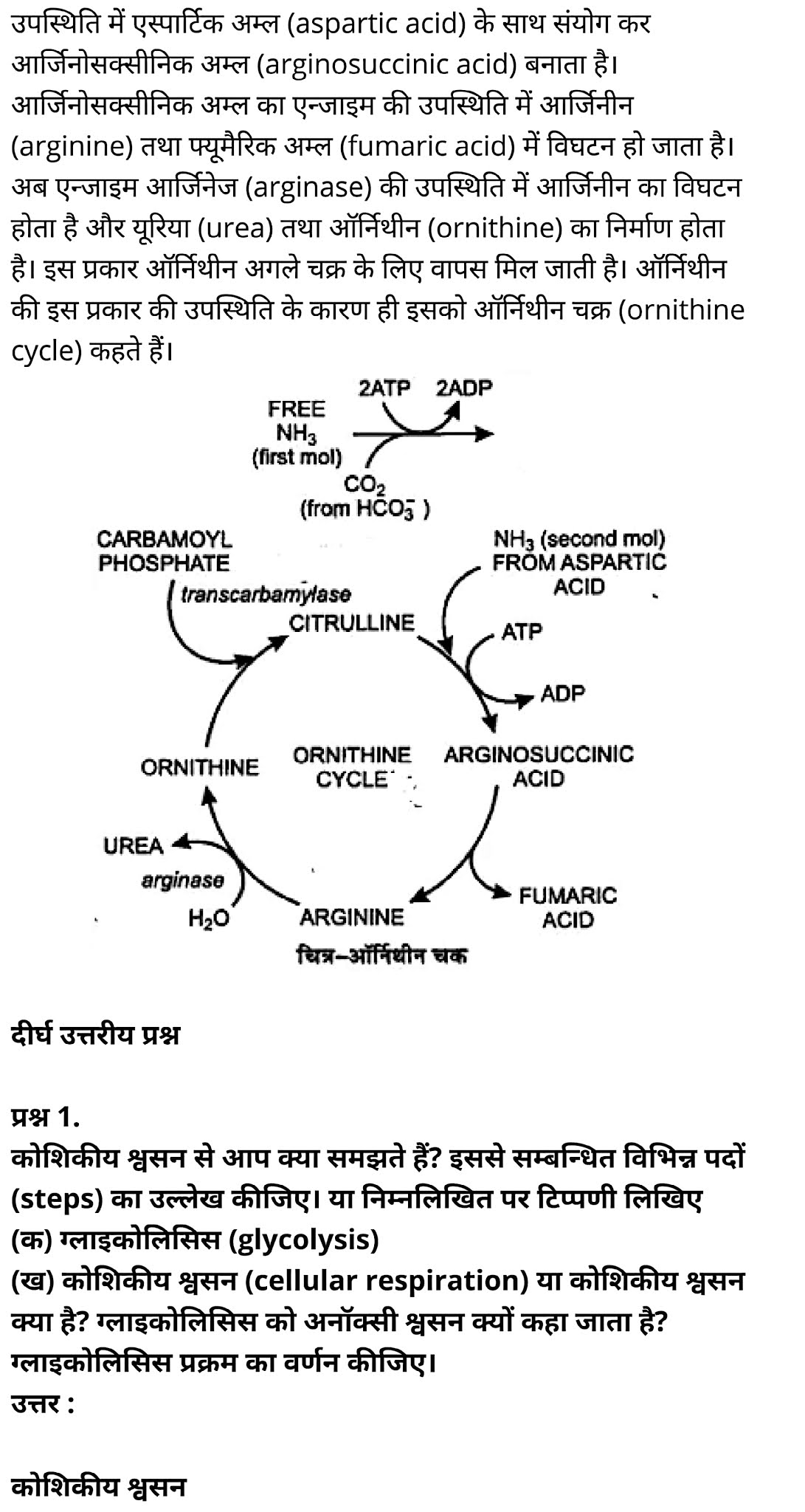 कक्षा 11 जीव विज्ञान अध्याय 17 के नोट्स हिंदी में एनसीईआरटी समाधान,   class 11 Biology Chapter 17,  class 11 Biology Chapter 17 ncert solutions in hindi,  class 11 Biology Chapter 17 notes in hindi,  class 11 Biology Chapter 17 question answer,  class 11 Biology Chapter 17 notes,  11   class Biology Chapter 17 in hindi,  class 11 Biology Chapter 17 in hindi,  class 11 Biology Chapter 17 important questions in hindi,  class 11 Biology notes in hindi,  class 11 Biology Chapter 17 test,  class 11 BiologyChapter 17 pdf,  class 11 Biology Chapter 17 notes pdf,  class 11 Biology Chapter 17 exercise solutions,  class 11 Biology Chapter 17, class 11 Biology Chapter 17 notes study rankers,  class 11 Biology Chapter 17 notes,  class 11 Biology notes,   Biology  class 11  notes pdf,  Biology class 11  notes 2021 ncert,  Biology class 11 pdf,  Biology  book,  Biology quiz class 11  ,   11  th Biology    book up board,  up board 11  th Biology notes,  कक्षा 11 जीव विज्ञान अध्याय 17, कक्षा 11 जीव विज्ञान का अध्याय 17 ncert solution in hindi, कक्षा 11 जीव विज्ञान  के अध्याय 17 के नोट्स हिंदी में, कक्षा 11 का जीव विज्ञान अध्याय 17 का प्रश्न उत्तर, कक्षा 11 जीव विज्ञान अध्याय 17 के नोट्स, 11 कक्षा जीव विज्ञान अध्याय 17 हिंदी में,कक्षा 11 जीव विज्ञान  अध्याय 17 हिंदी में, कक्षा 11 जीव विज्ञान  अध्याय 17 महत्वपूर्ण प्रश्न हिंदी में,कक्षा 11 के जीव विज्ञानके नोट्स हिंदी में,जीव विज्ञान  कक्षा 11 नोट्स pdf,