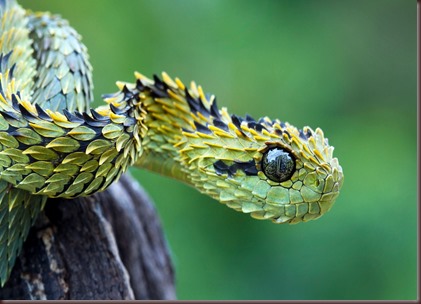 Amazing Animals Pictures The Bush Viper (2)