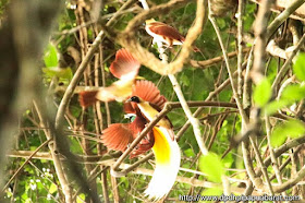 Cendrawasih Kuning Lesser Birds of Paradise di Manokwari