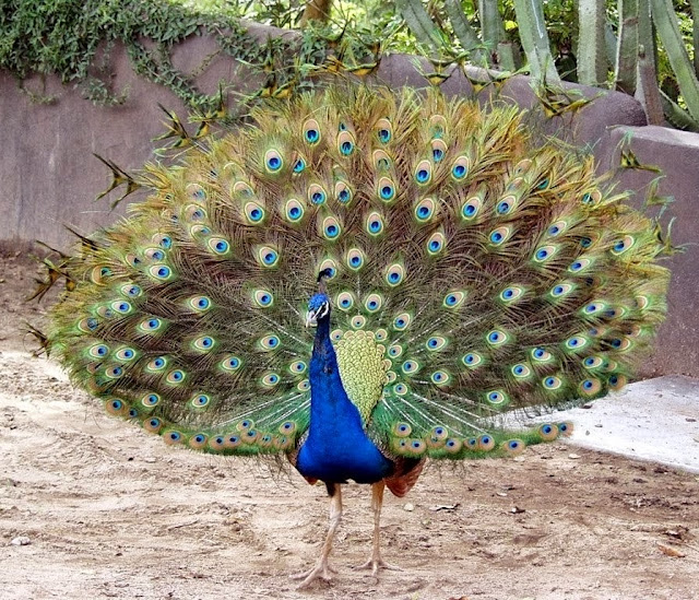 Beautiful Indian Peacock HD Wallpaper Free