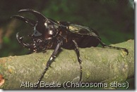Chalcosoma_atlas