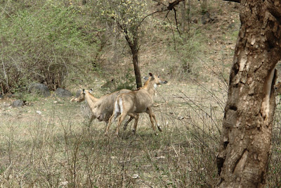 Deer in Sariska