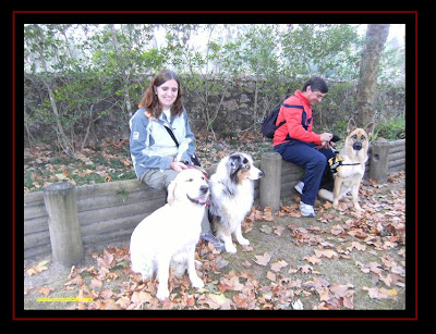 pastor australiano e golden retriever na serra de sintra 