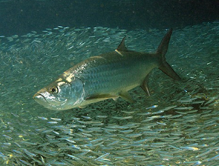 ikan tarpon