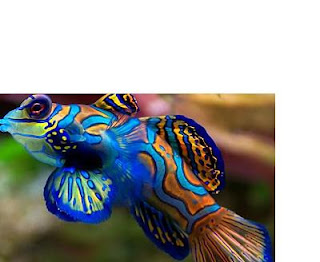 Fish beautiful in the world Mandarin Fish