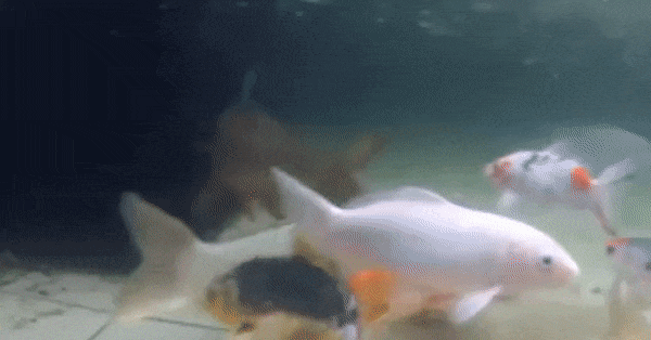 Ide Pokok Teks Gerak Ikan dalam Air Mikirbae com