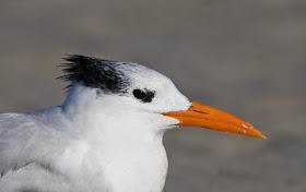 Royal Tern