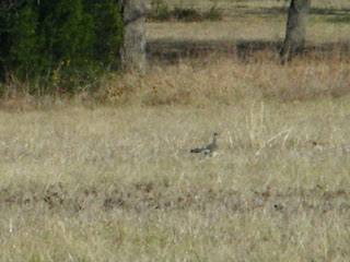 roadrunner barely visible in the distance in tall dry grass