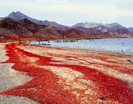 Pulau Christmas Tanah Kepiting Merah