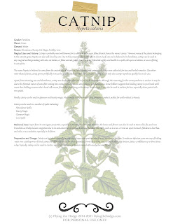 catnip, herb magic, herbarium, apothecary, herb, green witch, witchcraft, correspondences, plant magic, magick, magic, plant magick, kitchen witch, hedgewitch, hedge witch, witch, book of shadows, grimoire