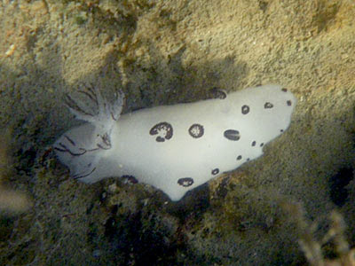 Funeral Nudibranch (Jorunna funebris)