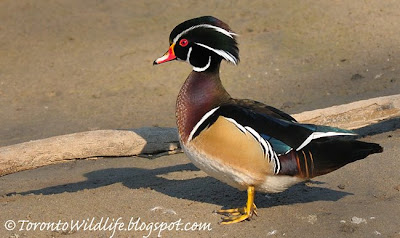 Wood duck by Don River, Toronto Photographer Robert Rafton