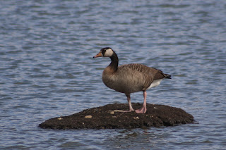 Greylag x Canada Goose hybrid