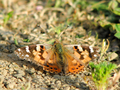 painted lady butterfly. Painted Lady Butterfly photo