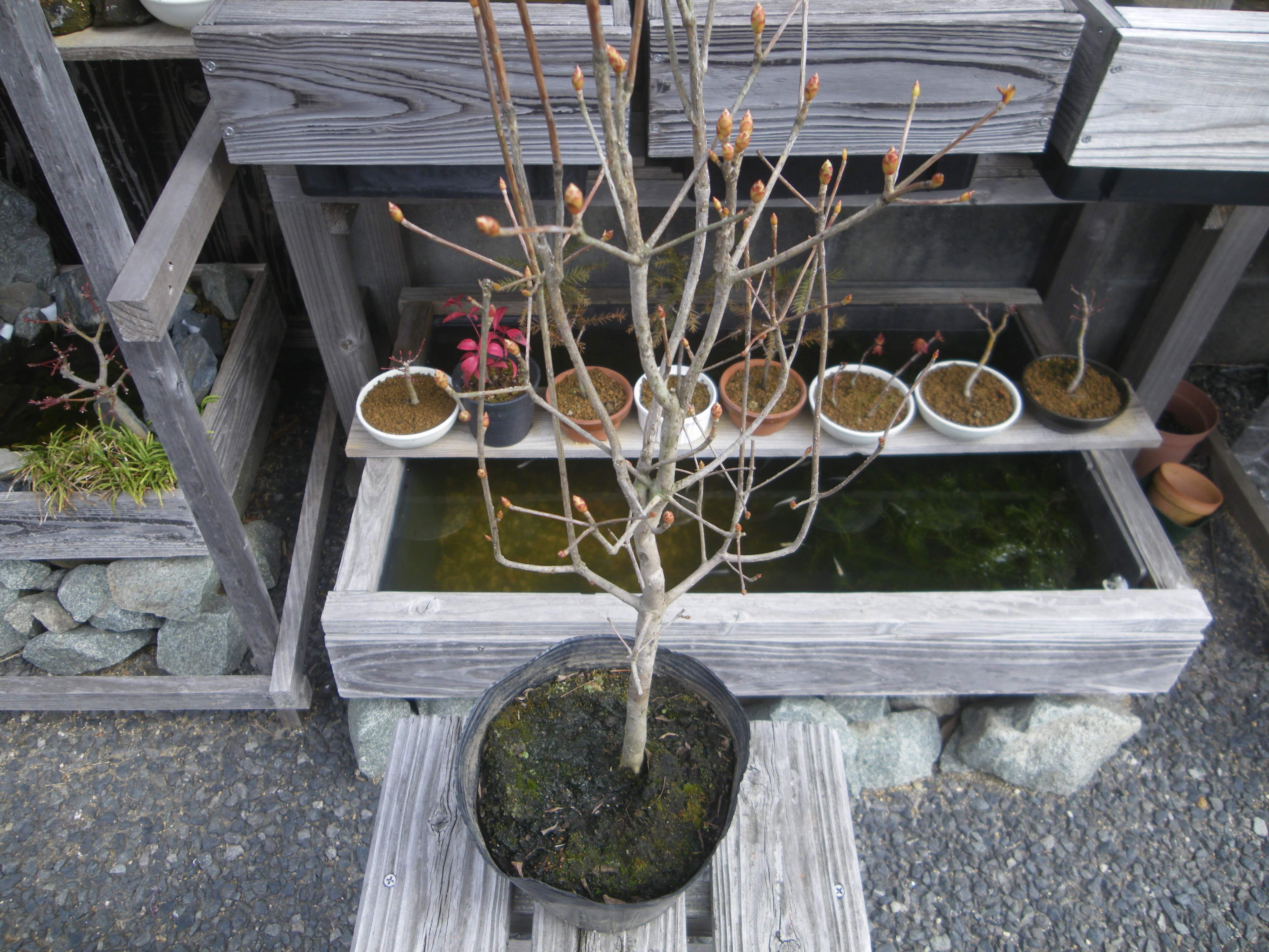 ドウダンツツジの育て方 鉢植えで春に小さな白い花 秋に赤い葉の紅葉を楽しみましょう メダカの大工