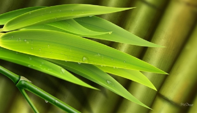 8 Manfaat Hebat Daun  Bambu Bagi Kesehatan Tubuh 