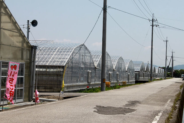 西島園芸団地, 摘水果