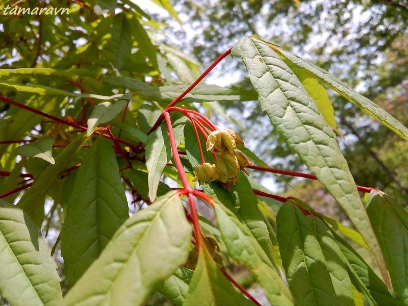 Клён маньчжурский (Acer mandshuricum)