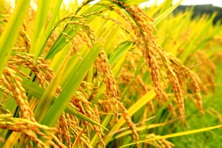 6 Benih padi berkualitas terbaik di Indonesia Budidaya Com
