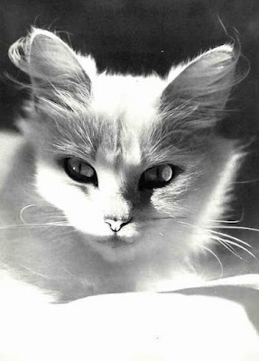 Foto de gato de Werner Bischof