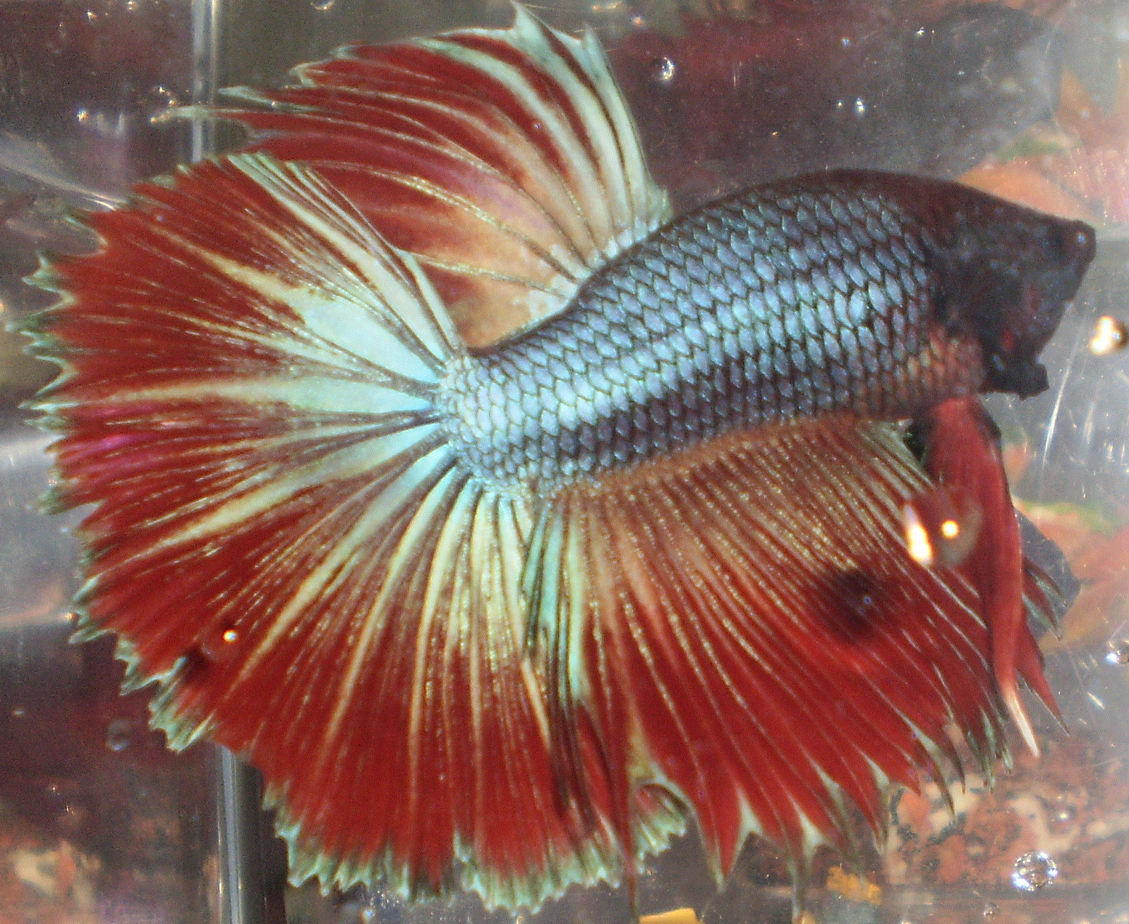 My Betta Fish Syurga Itu Indah