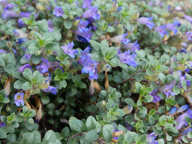 032: blue bells sticking out of a carpet