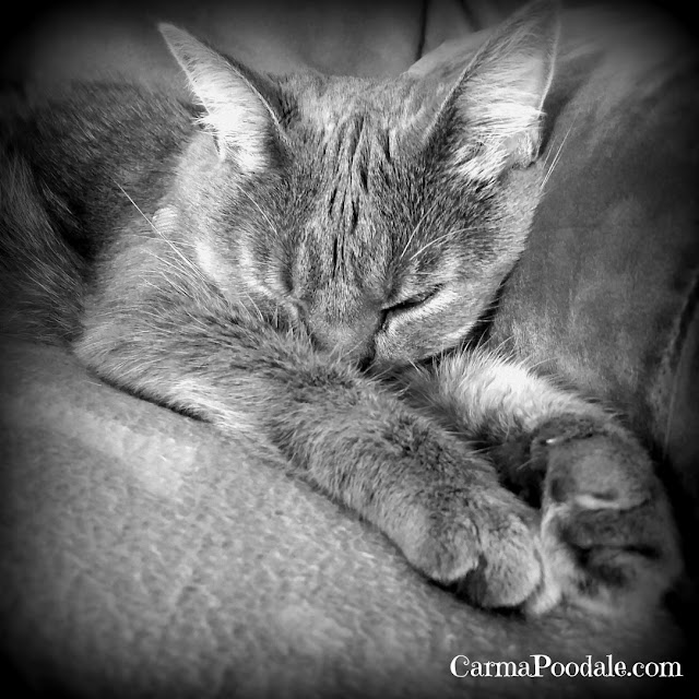 Black and White photo of gray cat sleeping.