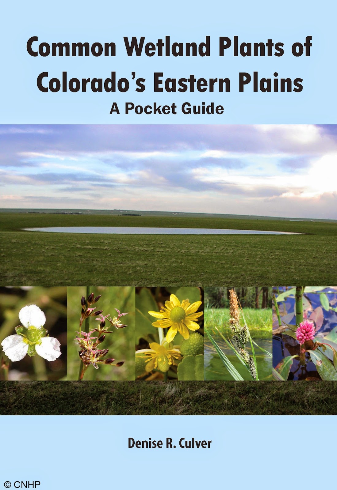 Cnhp Blog Common Wetland Plants Of Colorado S Eastern