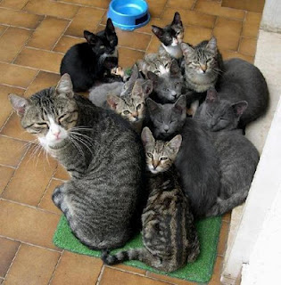 Cat infestation