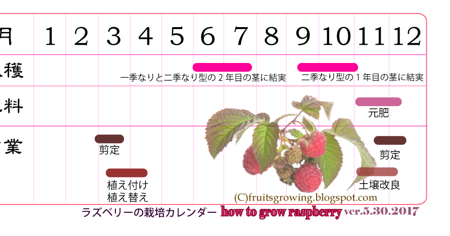 鉢植えラズベリーの育て方 おいしい鉢植え果樹の栽培育て方 自宅を果樹園に