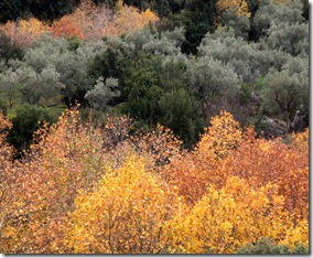 autumn2008