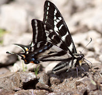 Pale Swallowtail