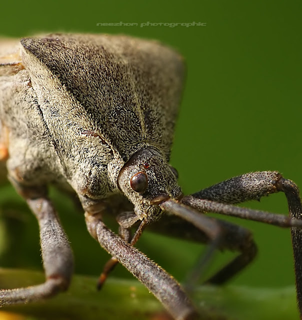Big hump Shield bug