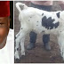 Man Cry’s Out As His Calf Goes Missing, says it took him 6 years to breed 